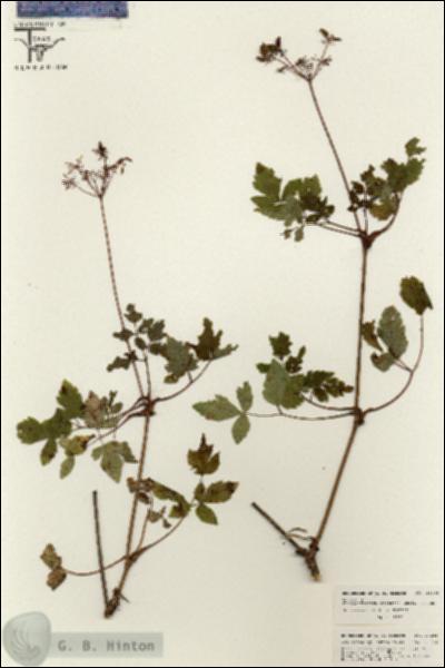 URN_catalog_HBHinton_herbarium_26281.jpg.jpg