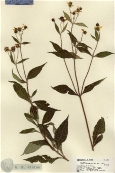URN_catalog_HBHinton_herbarium_22503.jpg.jpg