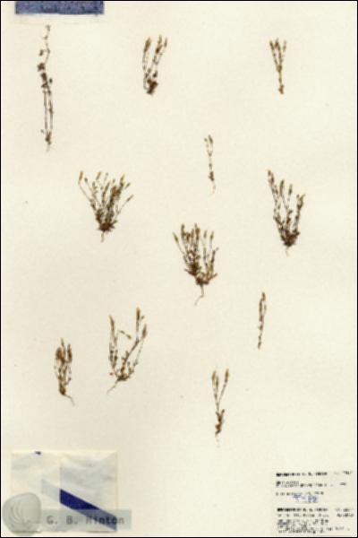 URN_catalog_HBHinton_herbarium_22354.jpg.jpg
