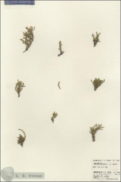 URN_catalog_HBHinton_herbarium_23028.jpg.jpg