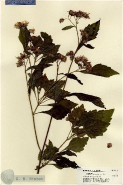 URN_catalog_HBHinton_herbarium_22519.jpg.jpg
