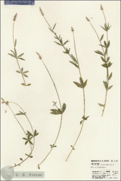 URN_catalog_HBHinton_herbarium_24531.jpg.jpg