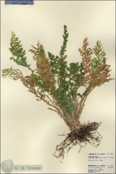 URN_catalog_HBHinton_herbarium_22638.jpg.jpg