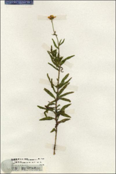 URN_catalog_HBHinton_herbarium_19670.jpg.jpg