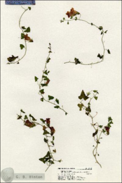 URN_catalog_HBHinton_herbarium_20603.jpg.jpg