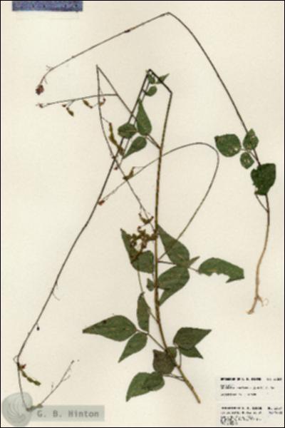 URN_catalog_HBHinton_herbarium_23831.jpg.jpg