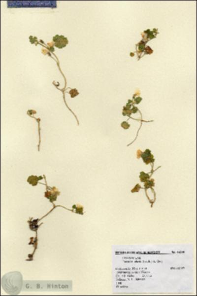 URN_catalog_HBHinton_herbarium_19348.jpg.jpg