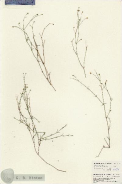 URN_catalog_HBHinton_herbarium_23706.jpg.jpg