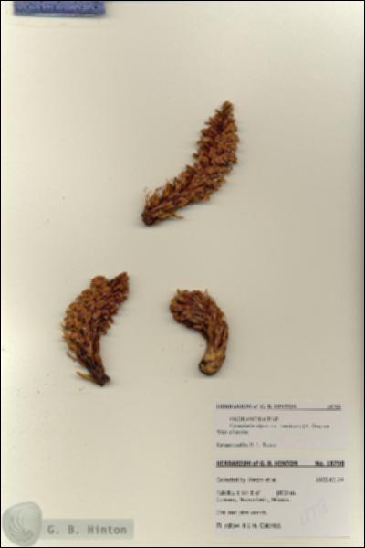 URN_catalog_HBHinton_herbarium_18798.jpg.jpg