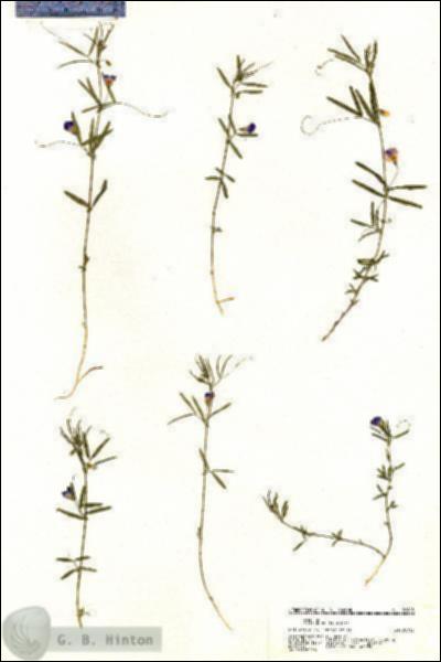 URN_catalog_HBHinton_herbarium_20985.jpg.jpg