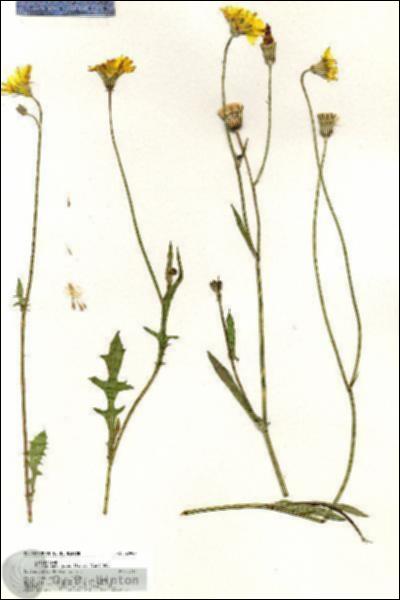 URN_catalog_HBHinton_herbarium_20907.jpg.jpg