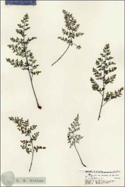 URN_catalog_HBHinton_herbarium_21241.jpg.jpg