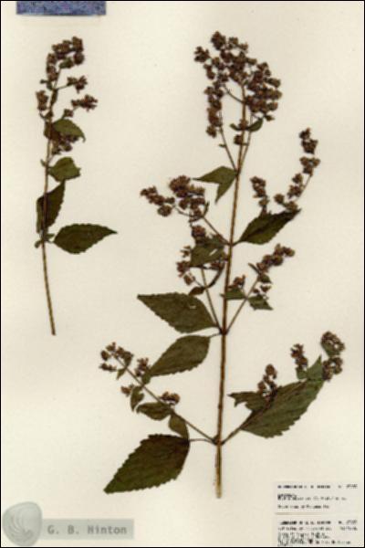 URN_catalog_HBHinton_herbarium_23833.jpg.jpg