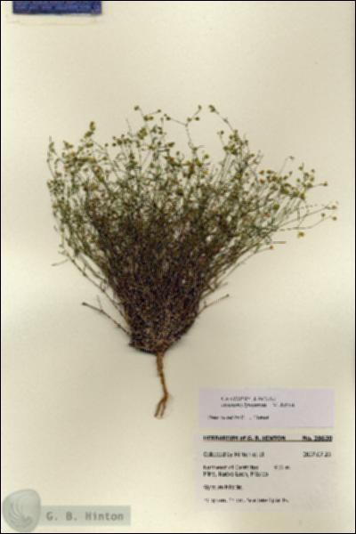 URN_catalog_HBHinton_herbarium_28630.jpg.jpg