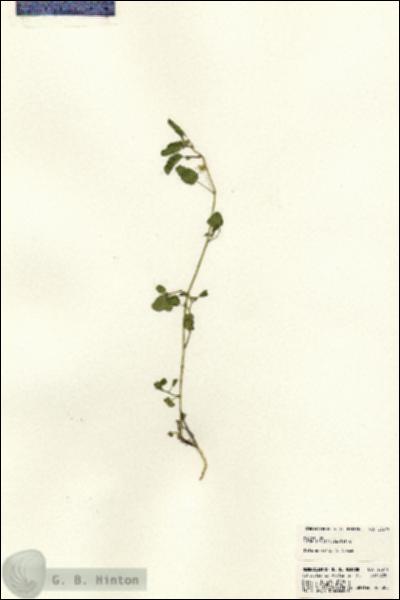 URN_catalog_HBHinton_herbarium_23379.jpg.jpg