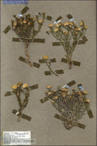 URN_catalog_HBHinton_herbarium_19519.jpg.jpg