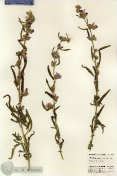 URN_catalog_HBHinton_herbarium_23350.jpg.jpg