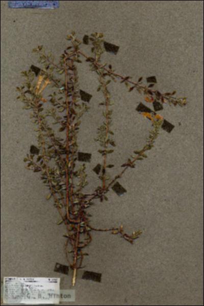 URN_catalog_HBHinton_herbarium_18747.jpg.jpg