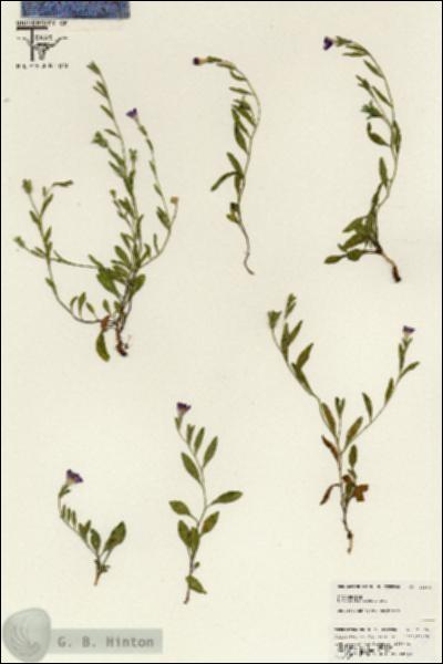 URN_catalog_HBHinton_herbarium_25568.jpg.jpg
