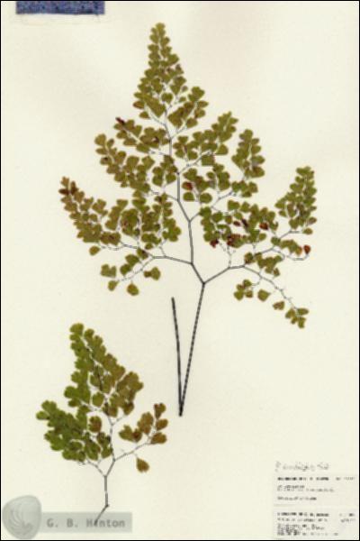 URN_catalog_HBHinton_herbarium_25082.jpg.jpg