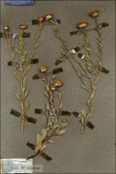 URN_catalog_HBHinton_herbarium_19481.jpg.jpg