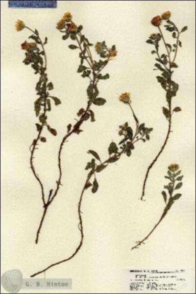 URN_catalog_HBHinton_herbarium_22297.jpg.jpg