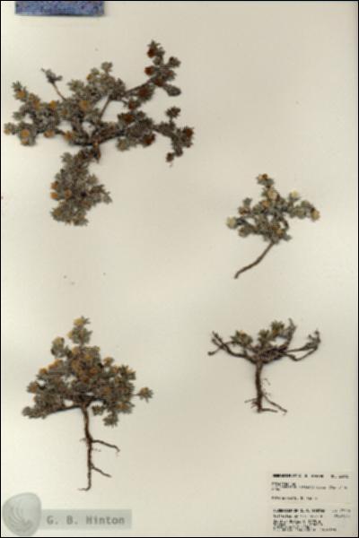 URN_catalog_HBHinton_herbarium_23018.jpg.jpg