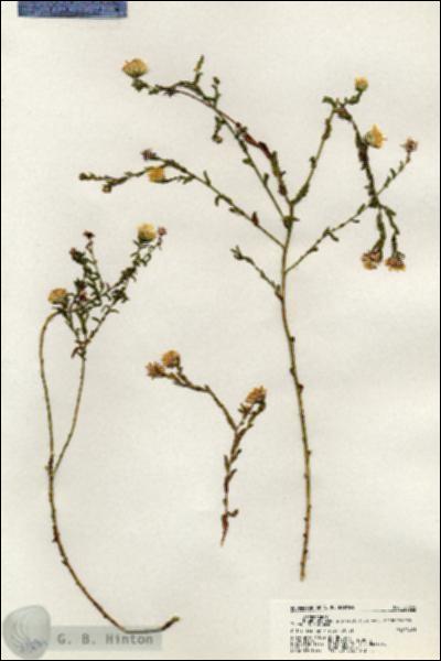 URN_catalog_HBHinton_herbarium_20639.jpg.jpg