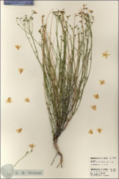 URN_catalog_HBHinton_herbarium_23539.jpg.jpg