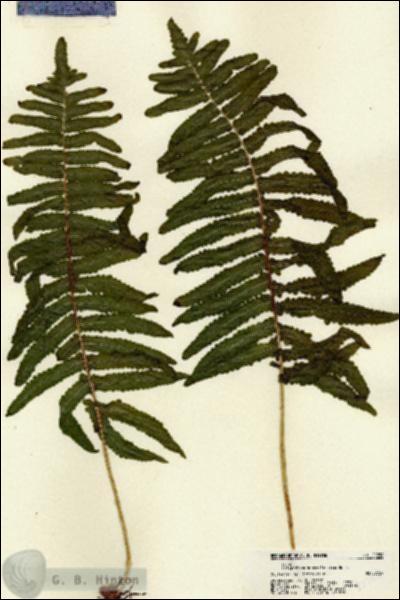 URN_catalog_HBHinton_herbarium_22258.jpg.jpg