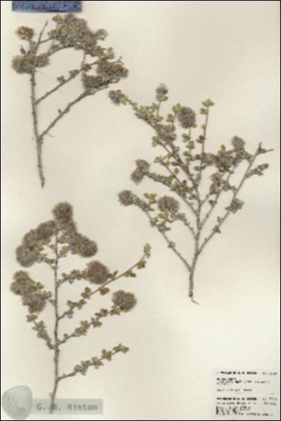 URN_catalog_HBHinton_herbarium_23569.jpg.jpg