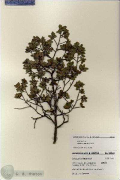 URN_catalog_HBHinton_herbarium_28041.jpg.jpg