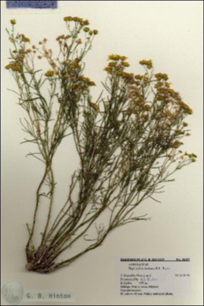 URN_catalog_HBHinton_herbarium_28257.jpg.jpg