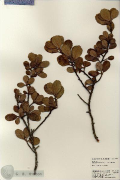 URN_catalog_HBHinton_herbarium_23769.jpg.jpg