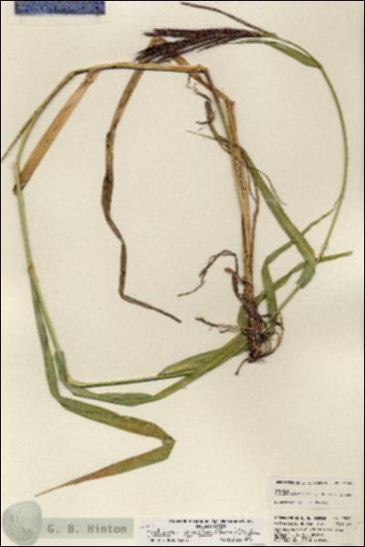 URN_catalog_HBHinton_herbarium_23882.jpg.jpg