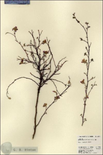 URN_catalog_HBHinton_herbarium_22726.jpg.jpg