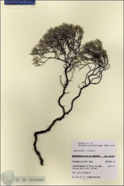 URN_catalog_HBHinton_herbarium_28716.jpg.jpg