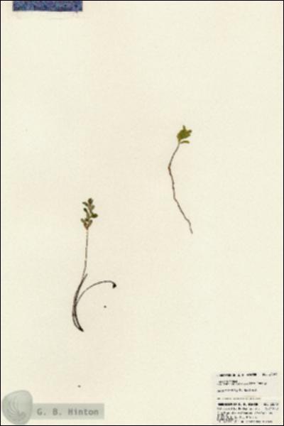 URN_catalog_HBHinton_herbarium_23849.jpg.jpg