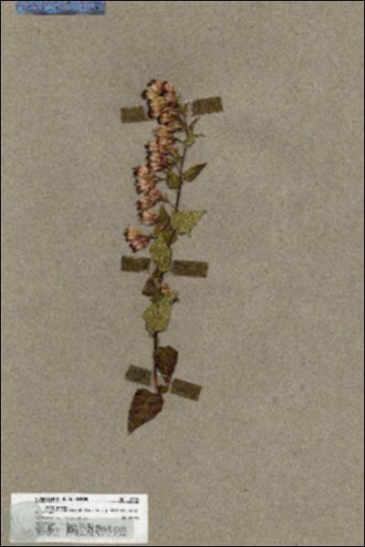 URN_catalog_HBHinton_herbarium_19820.jpg.jpg