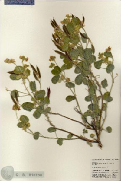 URN_catalog_HBHinton_herbarium_24749.jpg.jpg