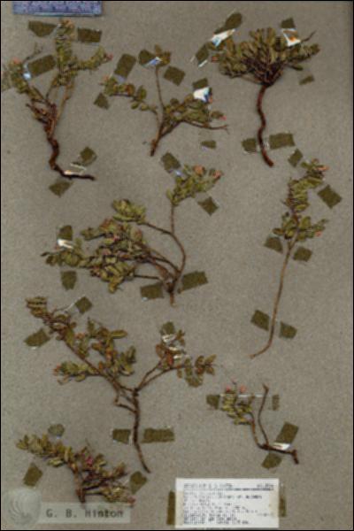 URN_catalog_HBHinton_herbarium_18944.jpg.jpg