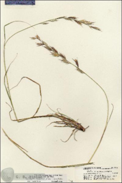 URN_catalog_HBHinton_herbarium_21432.jpg.jpg