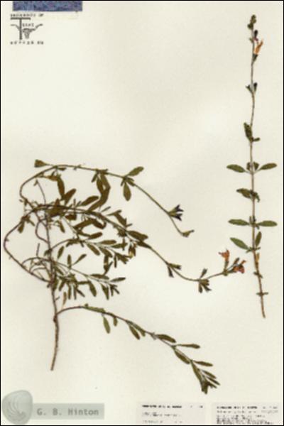 URN_catalog_HBHinton_herbarium_25441.jpg.jpg