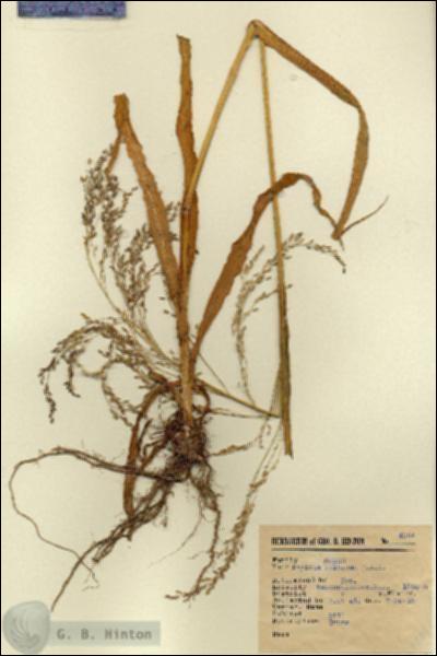 URN_catalog_HBHinton_herbarium_4244.jpg.jpg