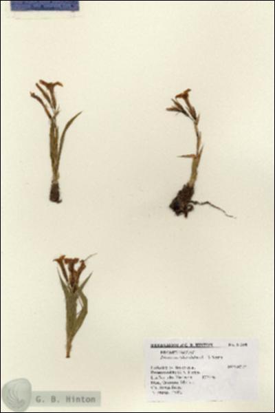 URN_catalog_HBHinton_herbarium_14398.jpg.jpg
