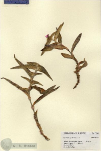 URN_catalog_HBHinton_herbarium_27369.jpg.jpg