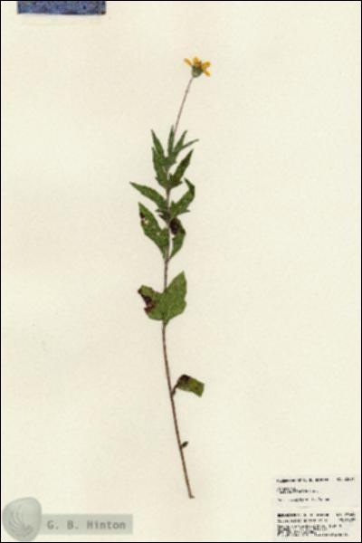 URN_catalog_HBHinton_herbarium_23664.jpg.jpg
