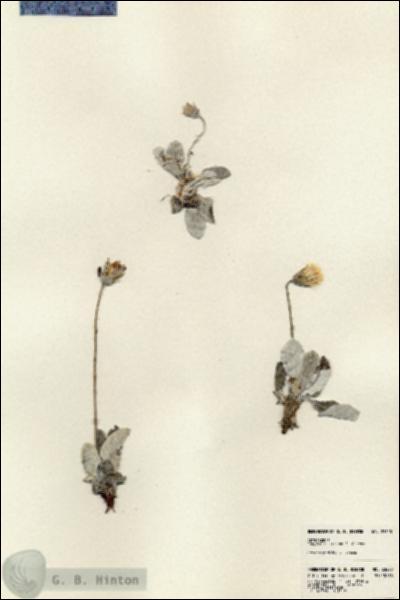 URN_catalog_HBHinton_herbarium_23620.jpg.jpg