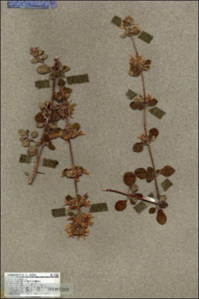 URN_catalog_HBHinton_herbarium_17246.jpg.jpg