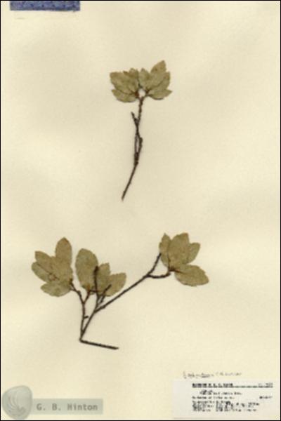 URN_catalog_HBHinton_herbarium_18249.jpg.jpg